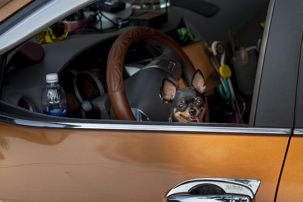 Brown and Black Dog on Yellow Car