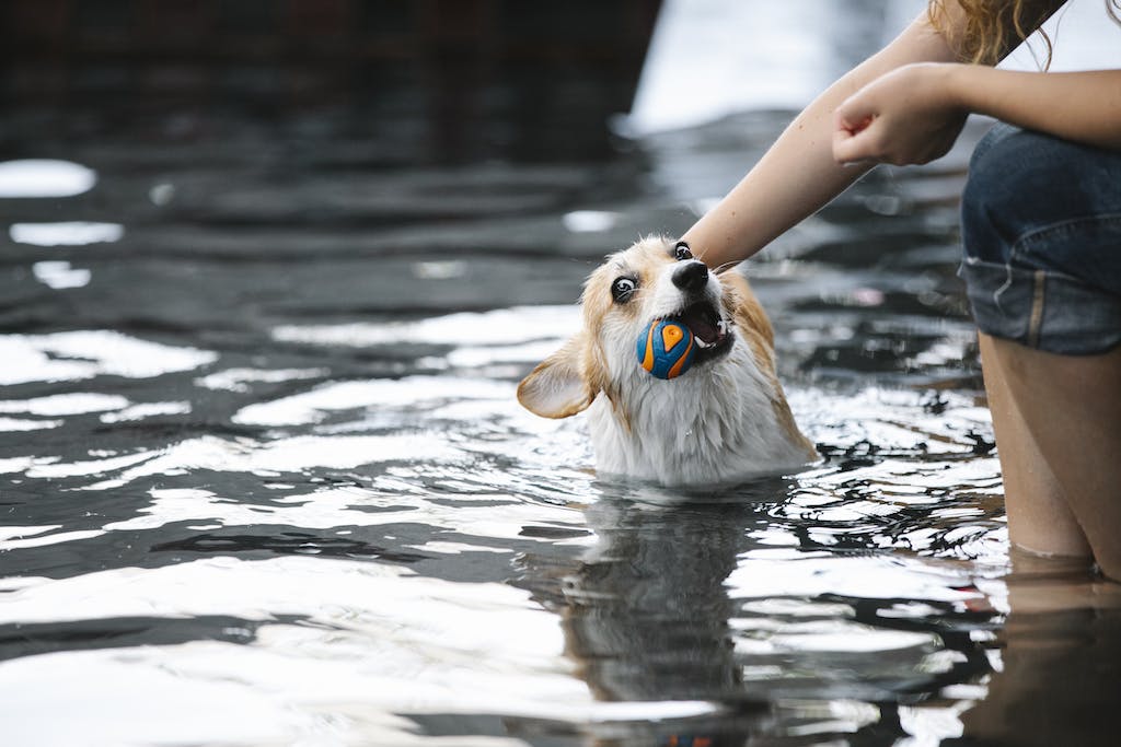 Faceless woman stroking playful dog with ball in pool