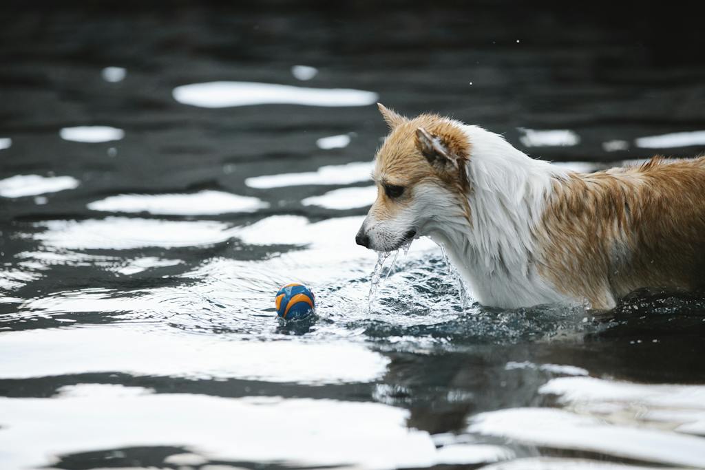 Purebred dog with wet fur playing with small ball in swimming pool with glowing water