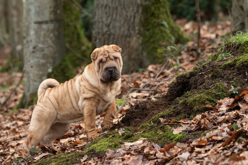 Chiot Shar-Peï dans la forêt