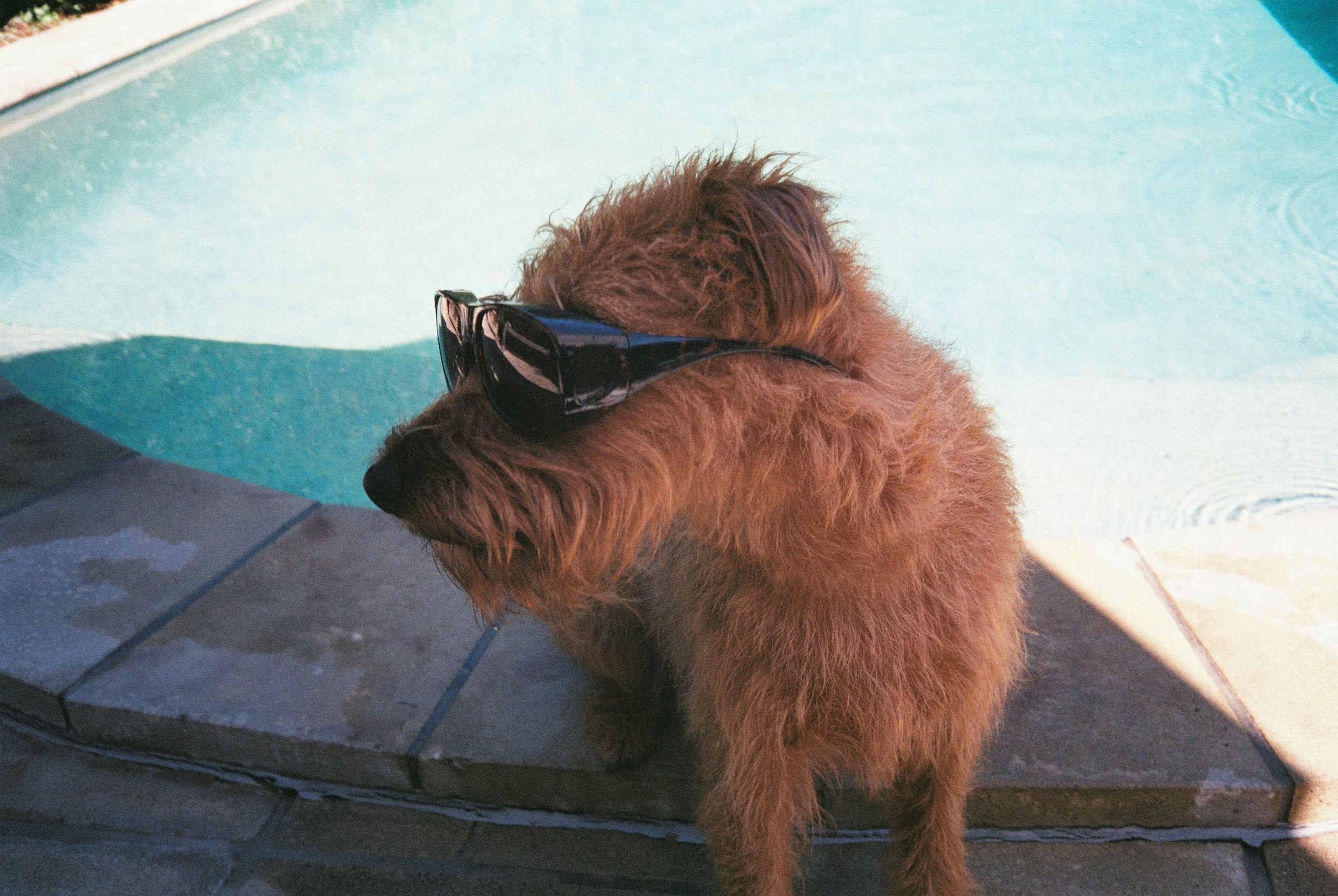 Photo of a Dog in Sunglasses