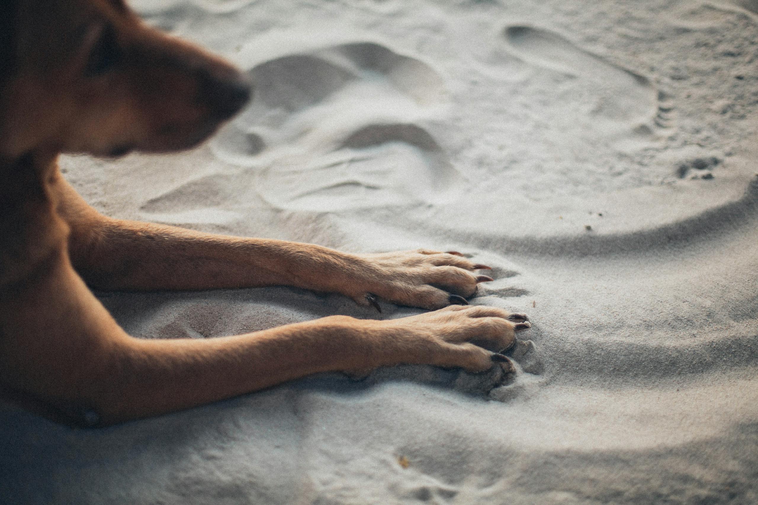 Photo of Dog Laying on Sand