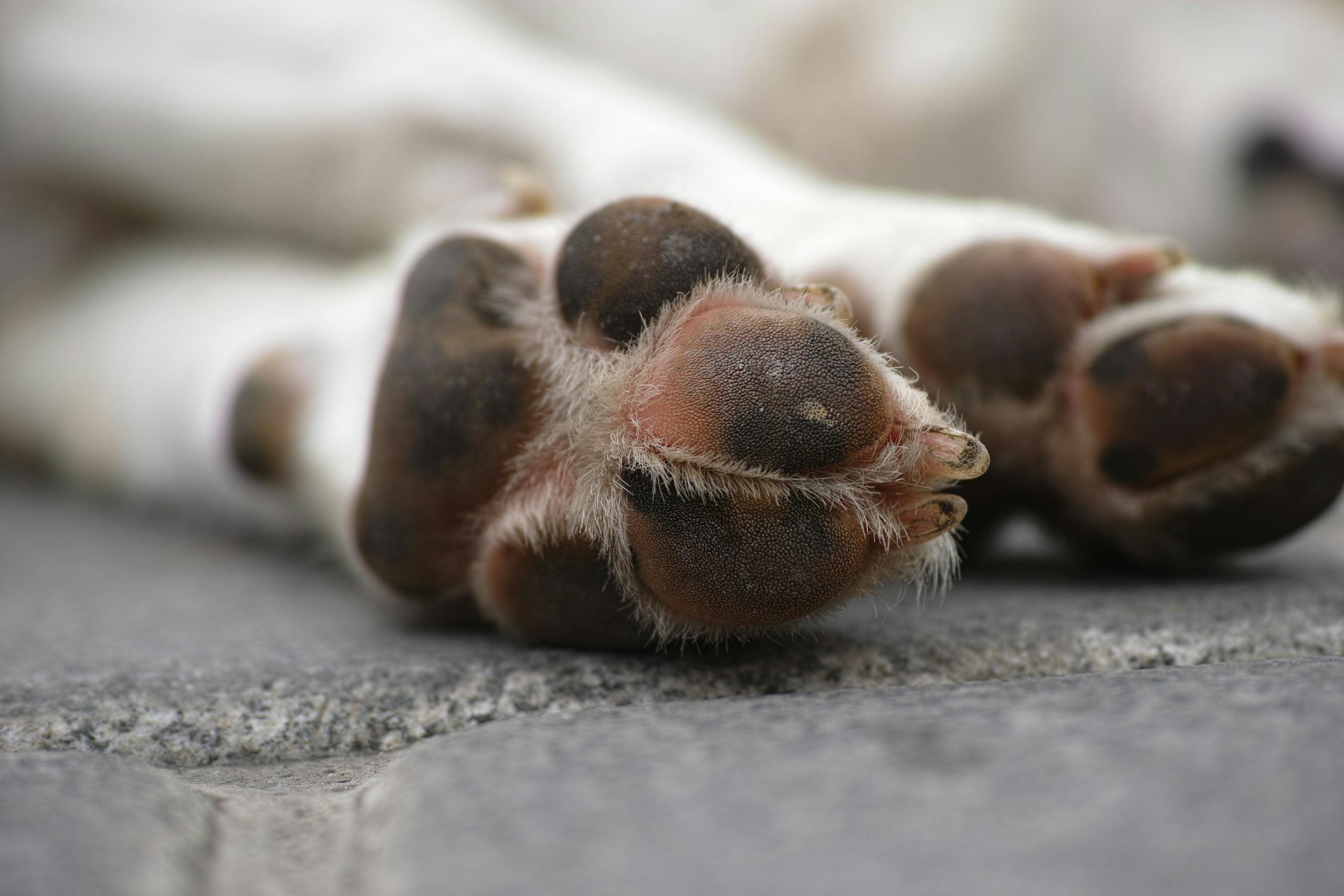 Shallow Focus Photography of White Dog's Paws